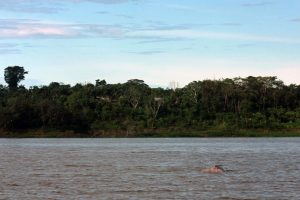 Delfines rosados en el Amazonas, Colombia