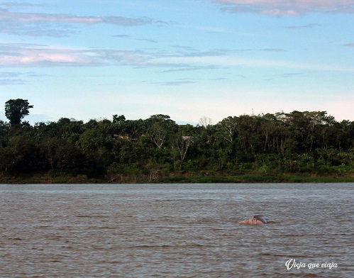 Delfines rosados en el Amazonas, Colombia