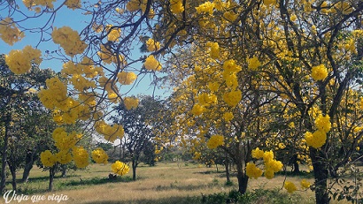 Amarillo en la ruta a Mompox