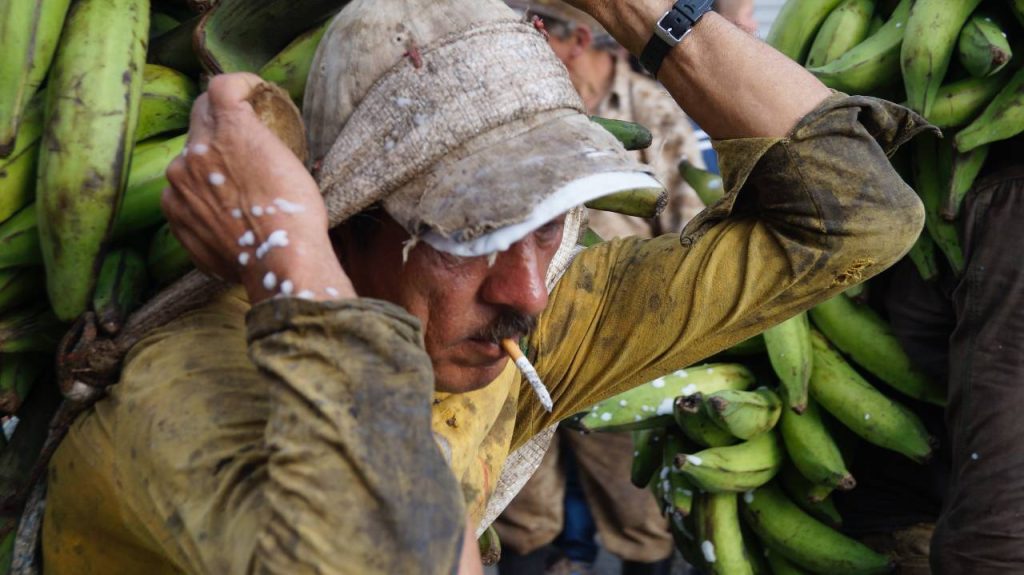 el plátano macho en la comida costeña