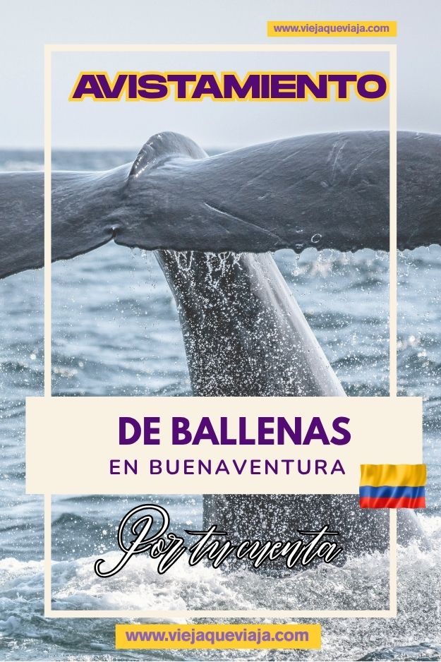 ballenas en el pacífico colombiano
